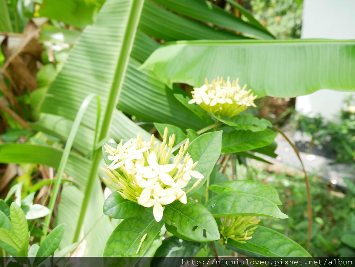 P1170334 - 複製_meitu_18.jpg P1170334 - 複製_meitu_18.jpg