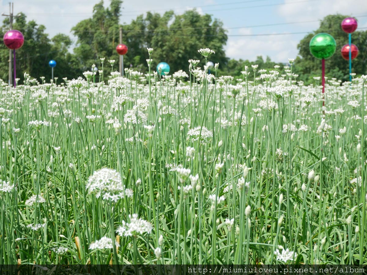 P1160850_meitu_59.jpg P1160850_meitu_59.jpg