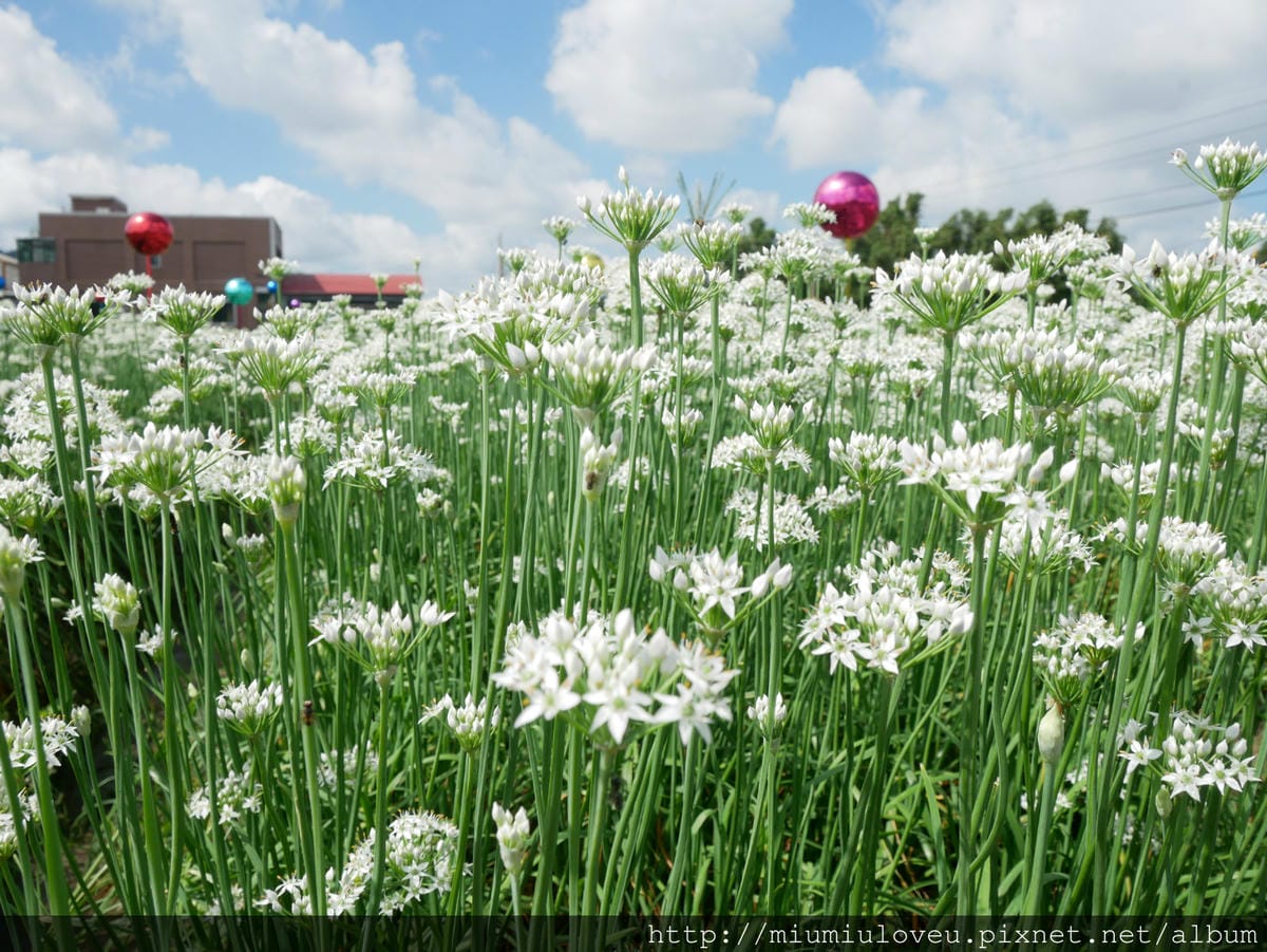 P1160787_meitu_53.jpg P1160787_meitu_53.jpg