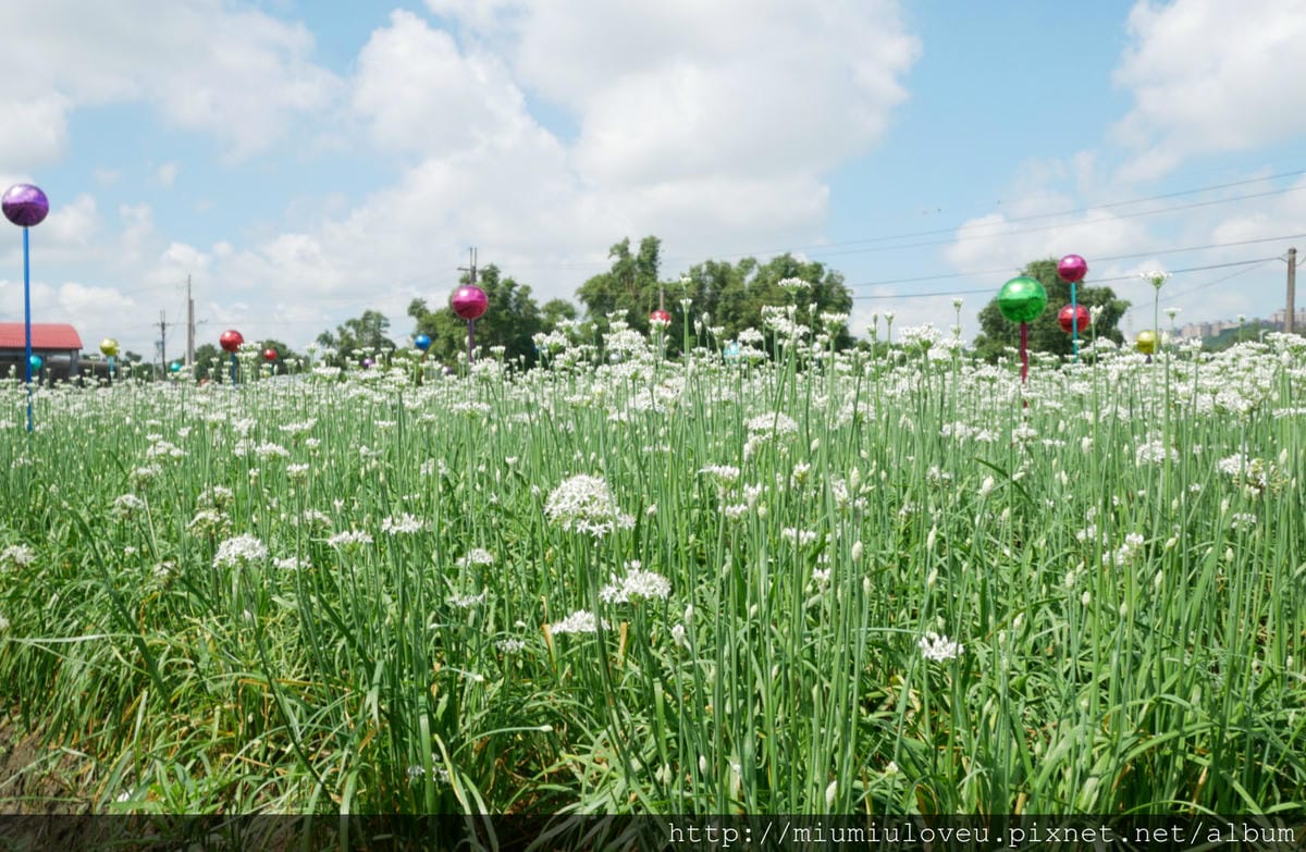 P1160847_meitu_58.jpg P1160847_meitu_58.jpg