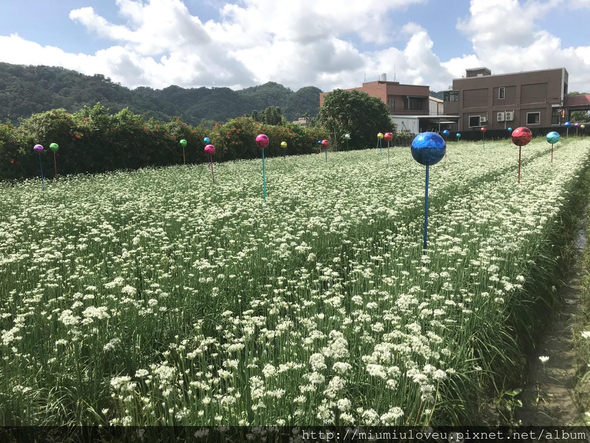 IMG_4550_meitu_47.jpg IMG_4550_meitu_47.jpg