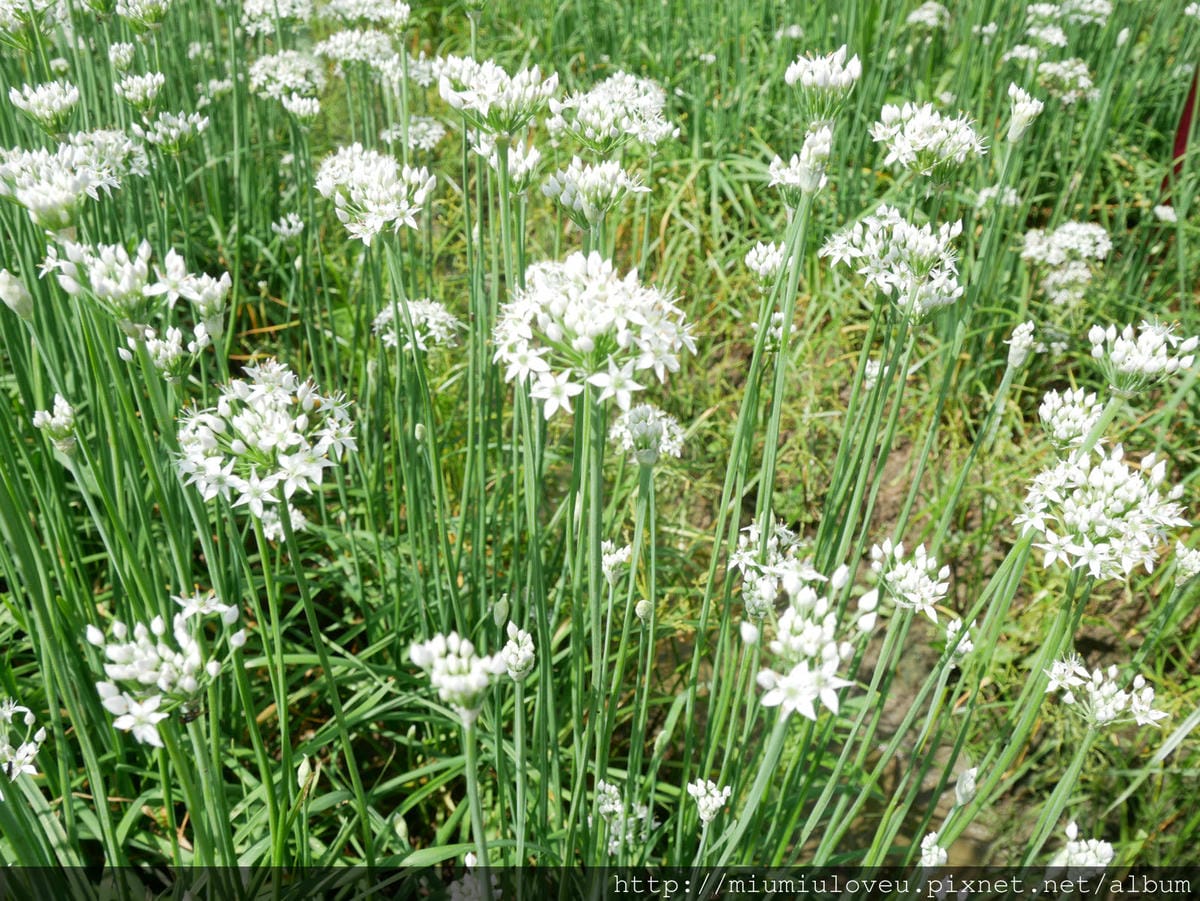 P1160826_meitu_57.jpg P1160826_meitu_57.jpg