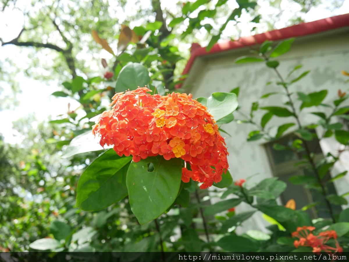 P1170337 - 複製_meitu_17.jpg P1170337 - 複製_meitu_17.jpg