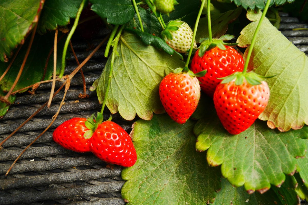 P1420008_副本 P1420008_副本