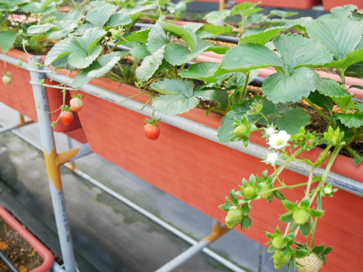 P1470739_副本.jpg P1470739_副本.jpg