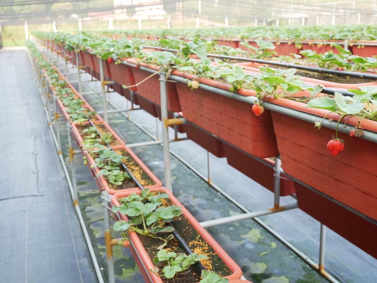 P1470737_副本.jpg P1470737_副本.jpg