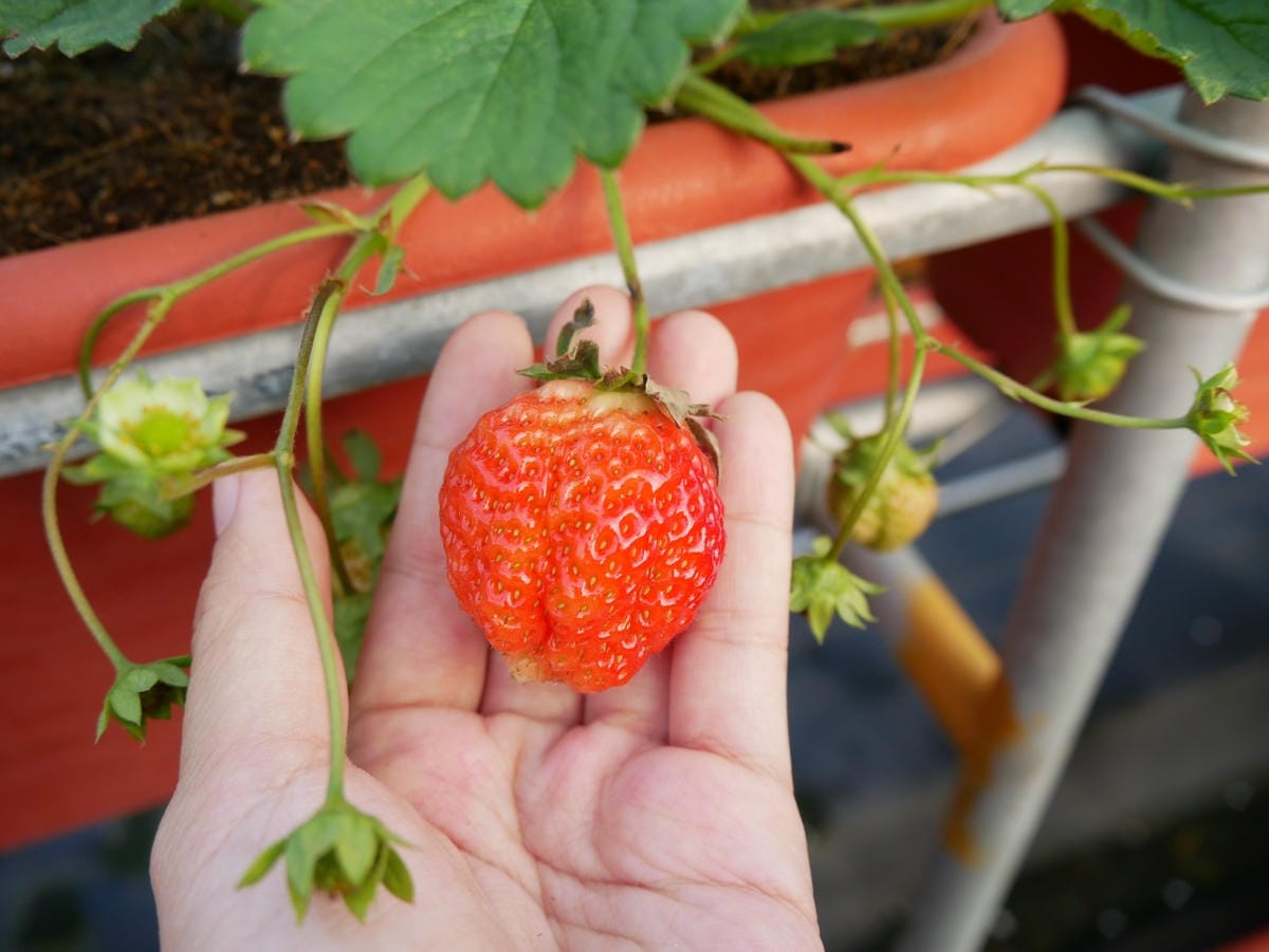 P1470747_副本.jpg P1470747_副本.jpg