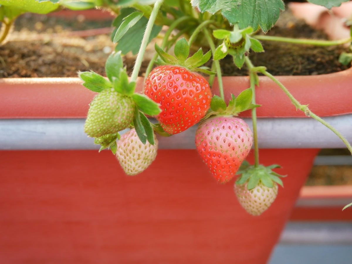 P1470742_副本.jpg P1470742_副本.jpg