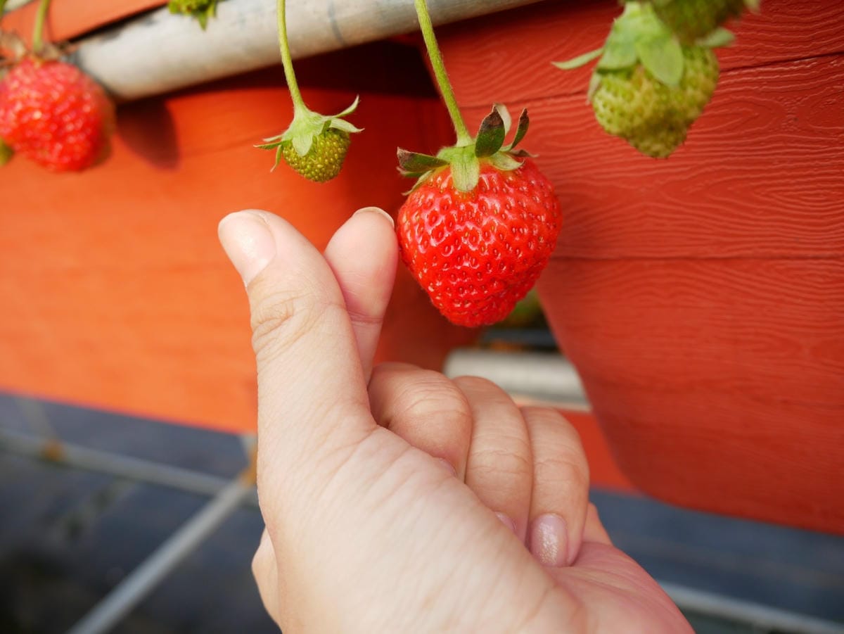 P1470746_副本.jpg P1470746_副本.jpg