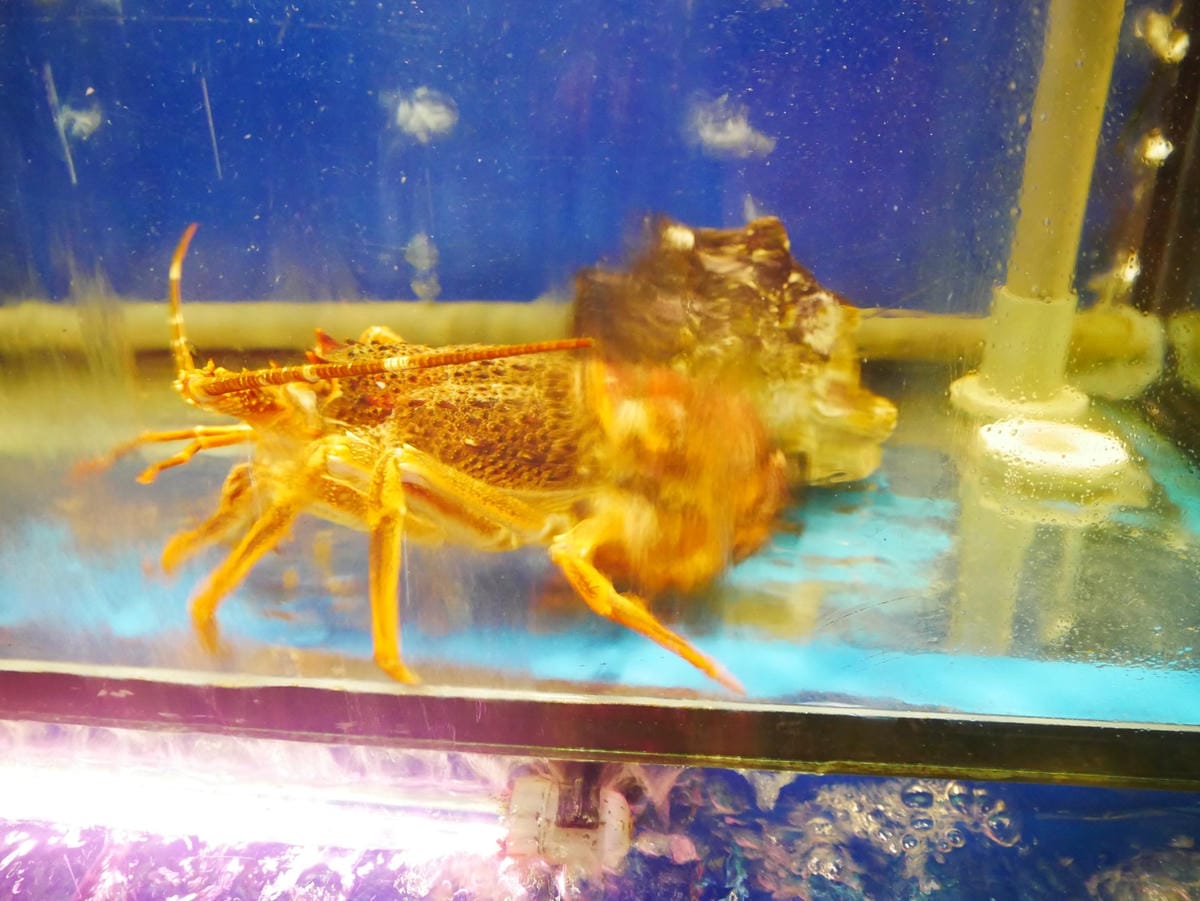 P1630291_副本.jpg P1630291_副本.jpg