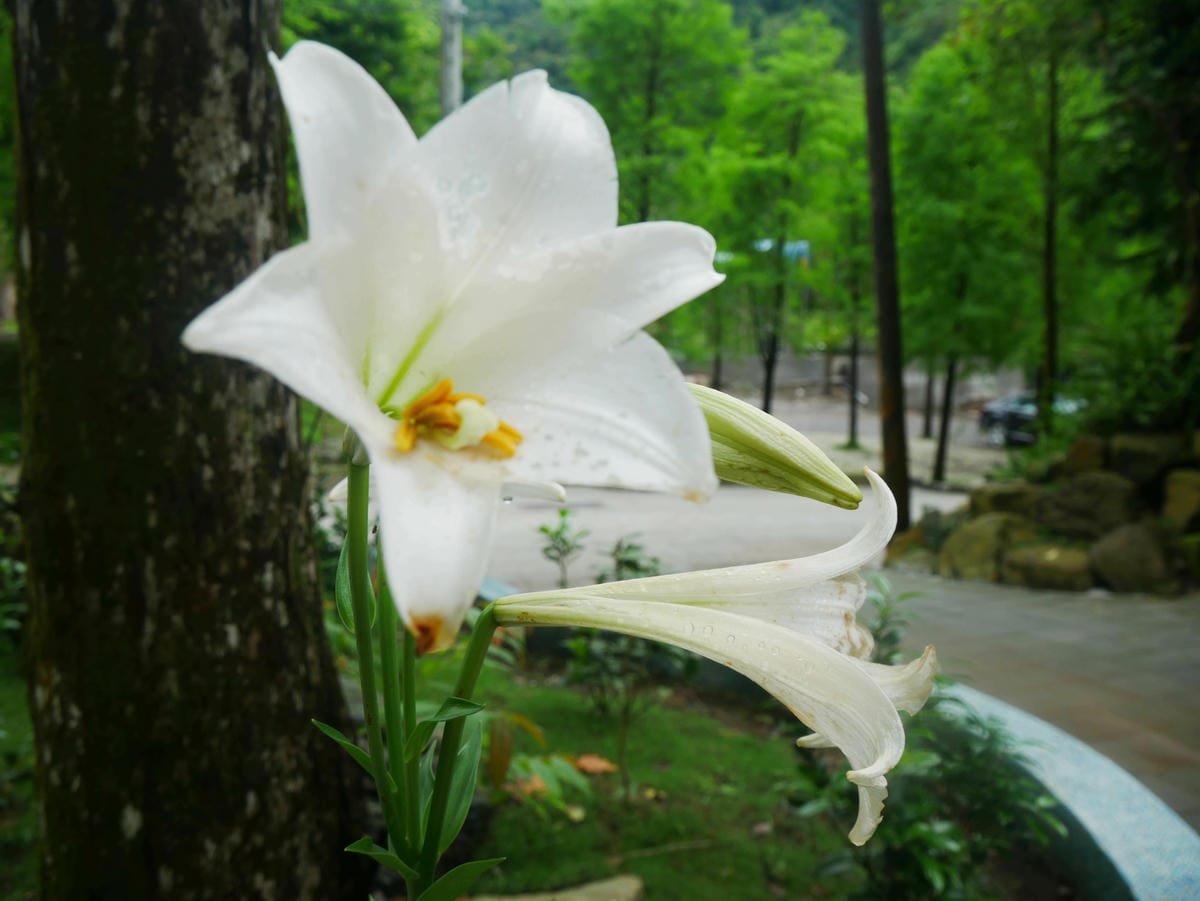 P1650311.jpg P1650311.jpg