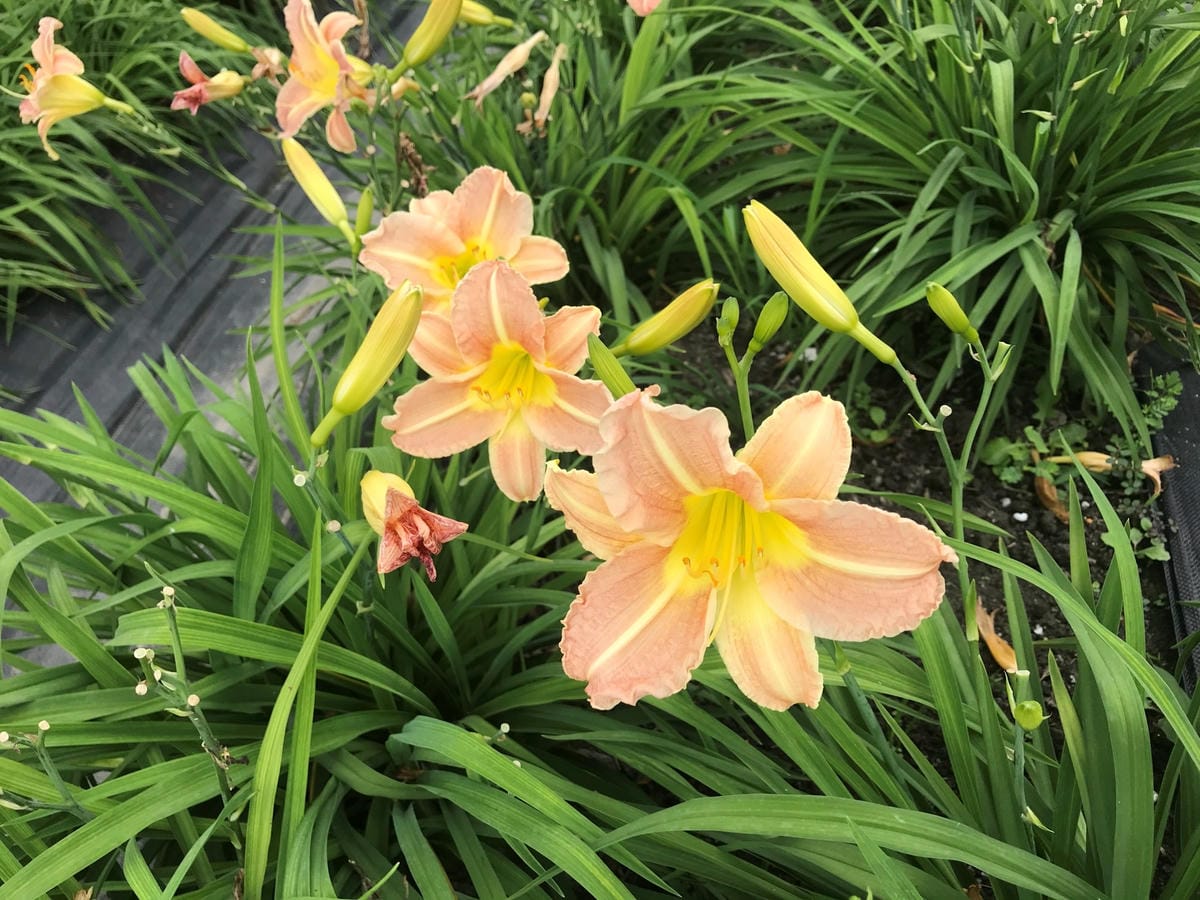 IMG_7768_副本.jpg IMG_7768_副本.jpg