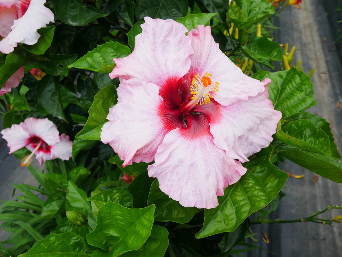 P1670218_副本.jpg P1670218_副本.jpg