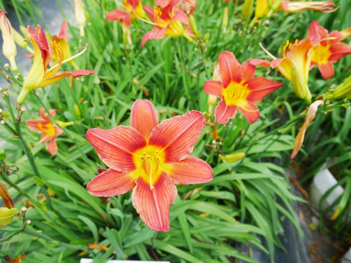 P1670215_副本_副本.jpg P1670215_副本_副本.jpg