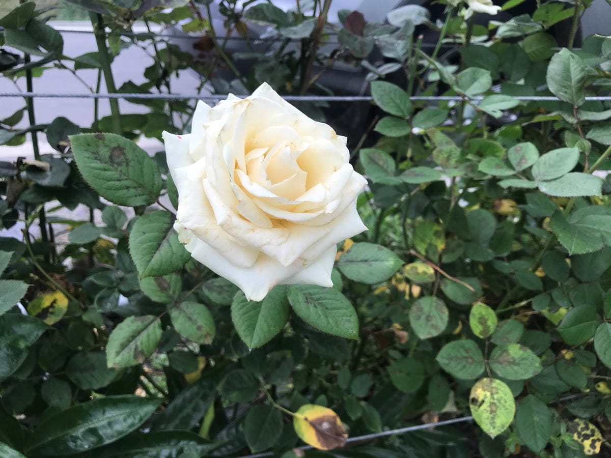 IMG_7769_副本.jpg IMG_7769_副本.jpg