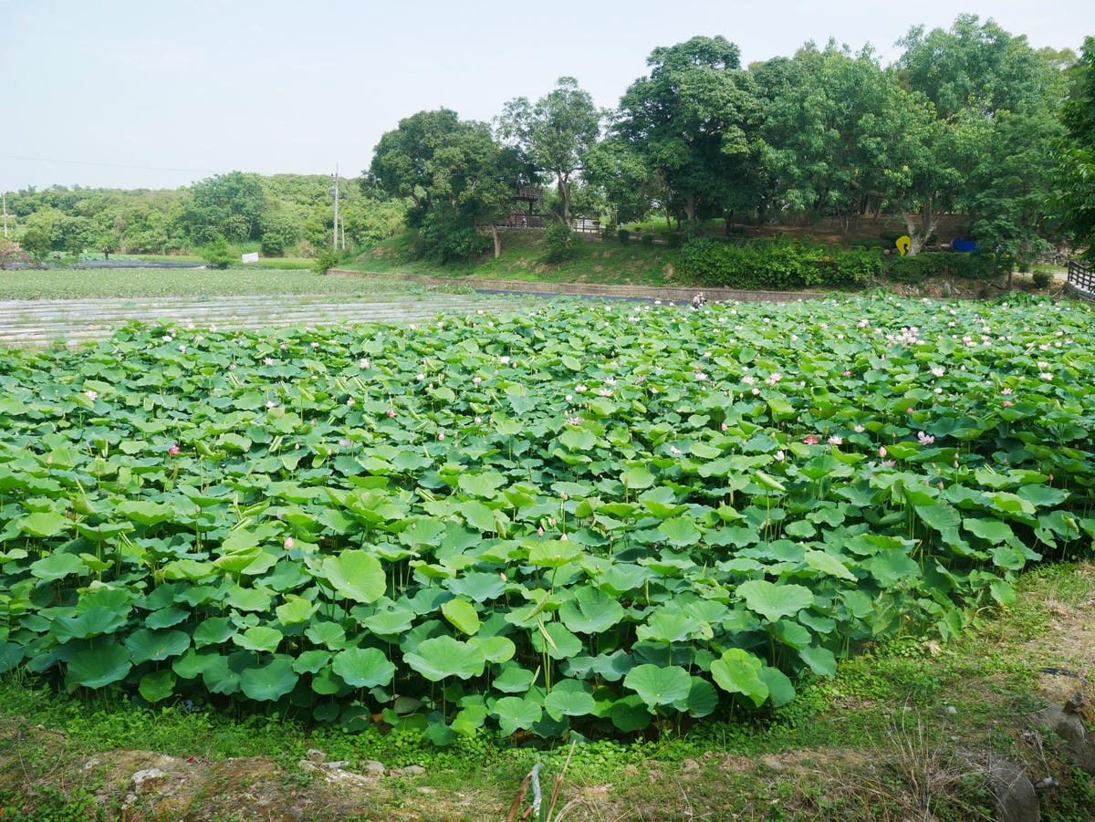 P1650441_副本.jpg P1650441_副本.jpg