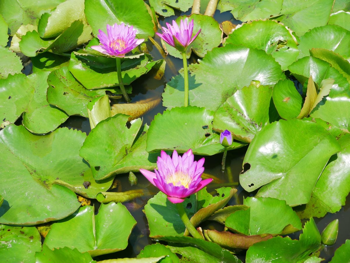 P1650490_副本.jpg P1650490_副本.jpg