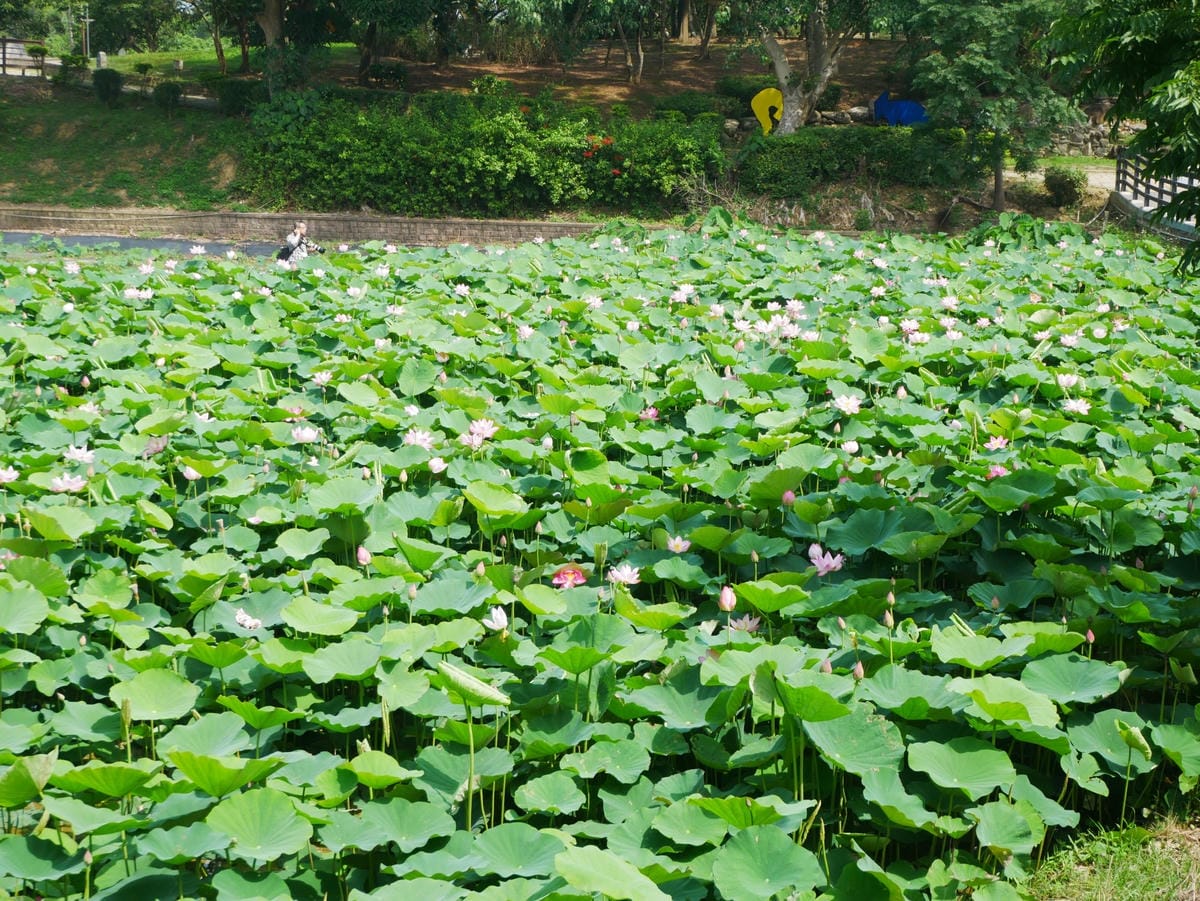 P1650442_副本.jpg P1650442_副本.jpg