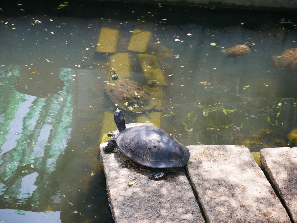 P1650494_副本.jpg P1650494_副本.jpg