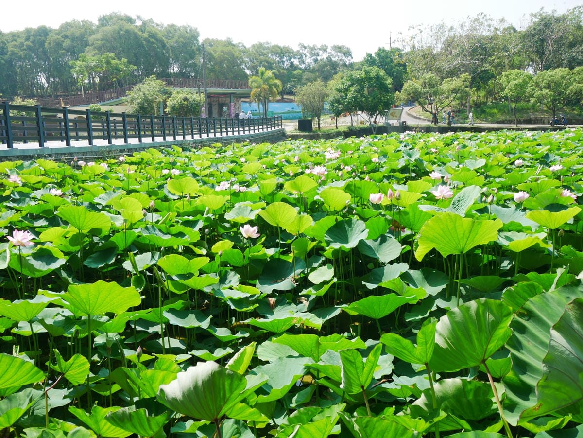 P1650469_副本.jpg P1650469_副本.jpg