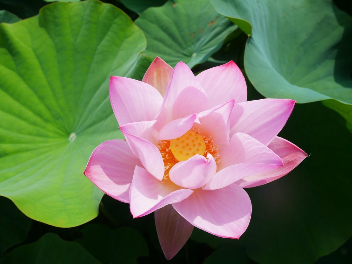 P1650447_副本.jpg P1650447_副本.jpg