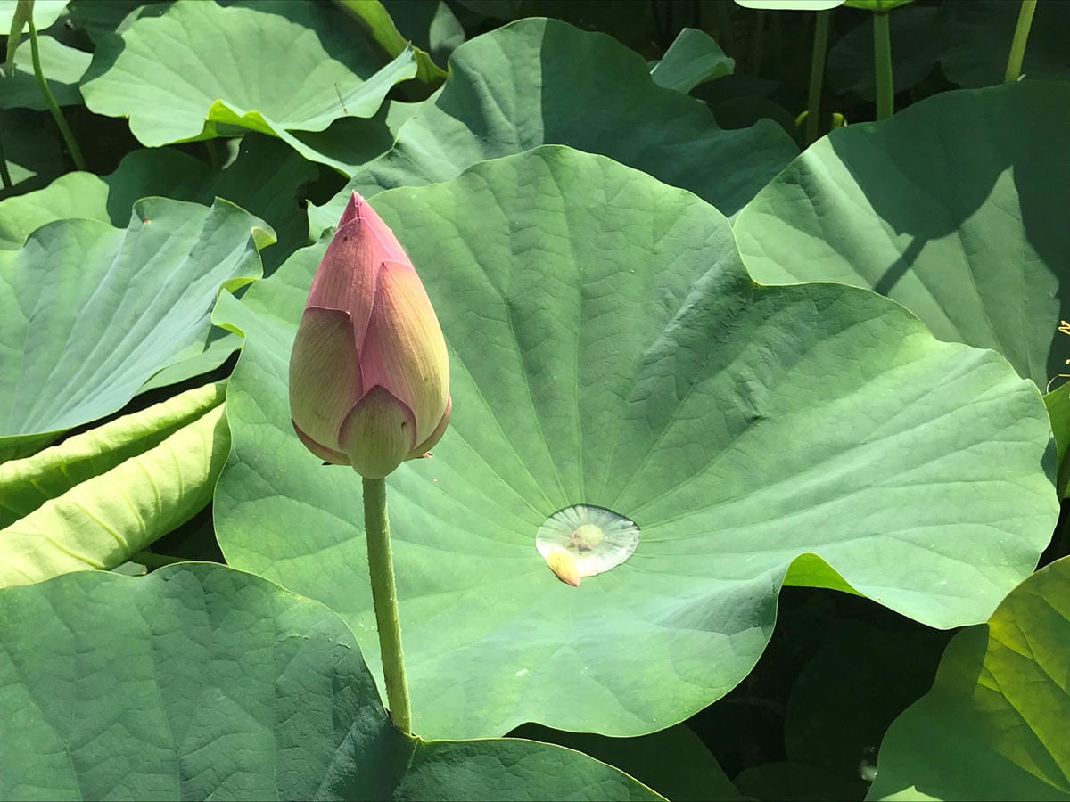 IMG_7124.jpg IMG_7124.jpg