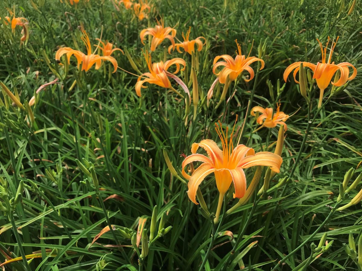 IMG_2472-1_副本.jpg IMG_2472-1_副本.jpg