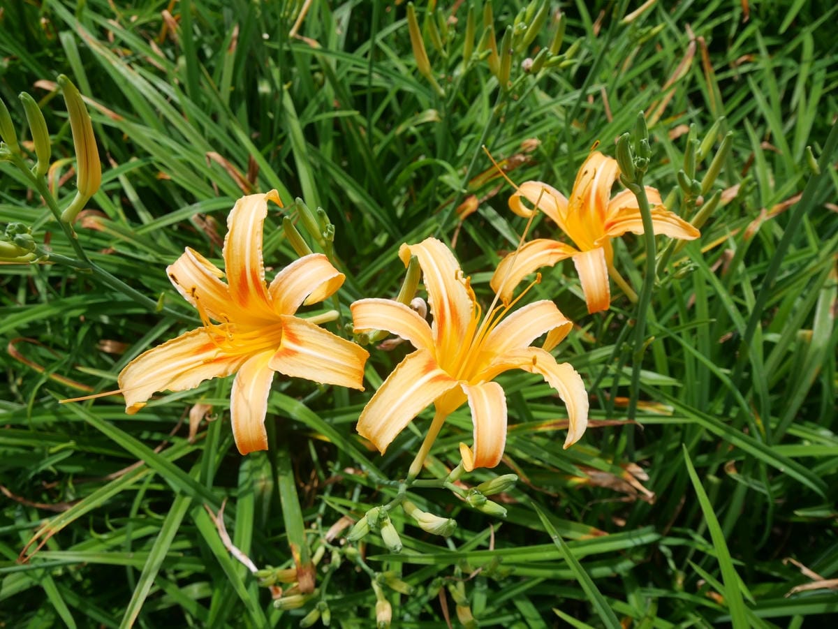 P1780737_副本.jpg P1780737_副本.jpg