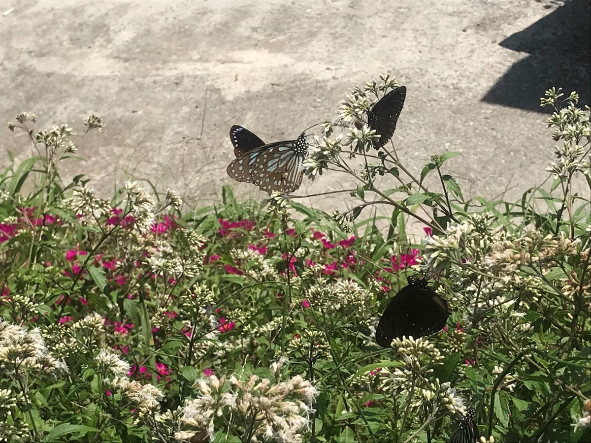 IMG_2461-1_副本.jpg IMG_2461-1_副本.jpg