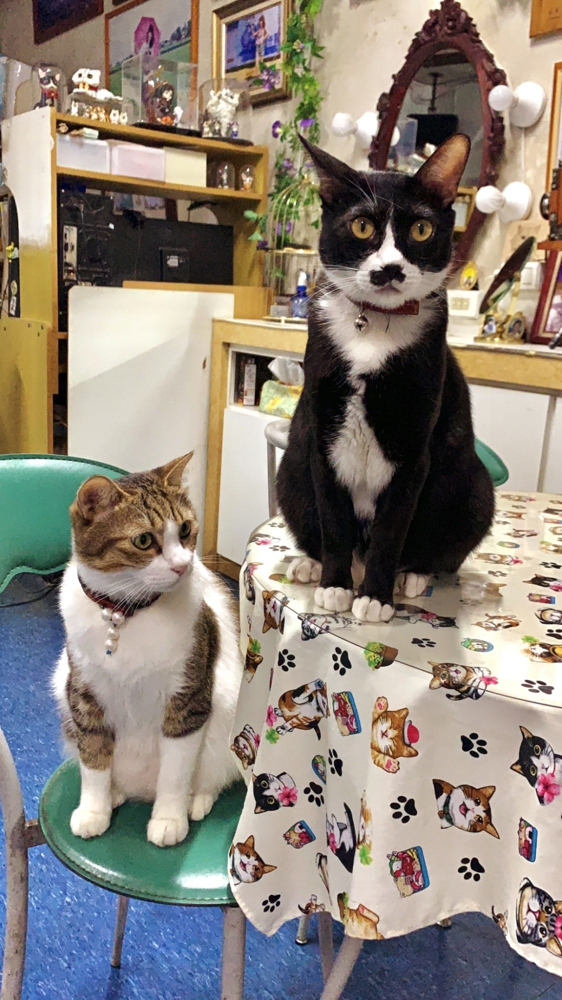 影藝攝影店內環境+貓咪_201022_3_副本.jpg 影藝攝影店內環境+貓咪_201022_3_副本.jpg