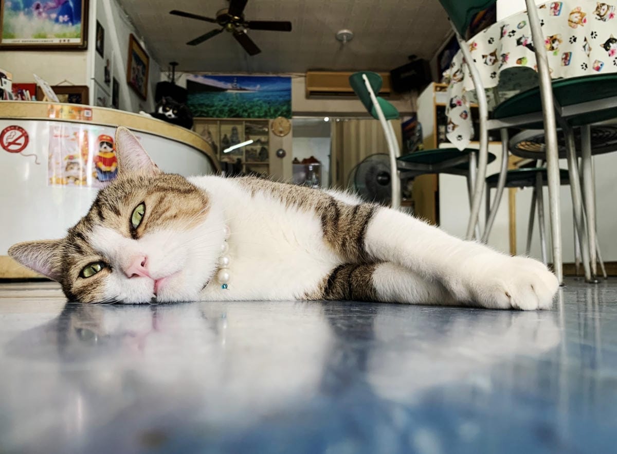 影藝攝影店內環境+貓咪_201022_0_副本.jpg 影藝攝影店內環境+貓咪_201022_0_副本.jpg