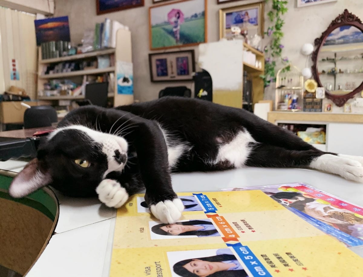 影藝攝影店內環境+貓咪_201022_1_副本.jpg 影藝攝影店內環境+貓咪_201022_1_副本.jpg