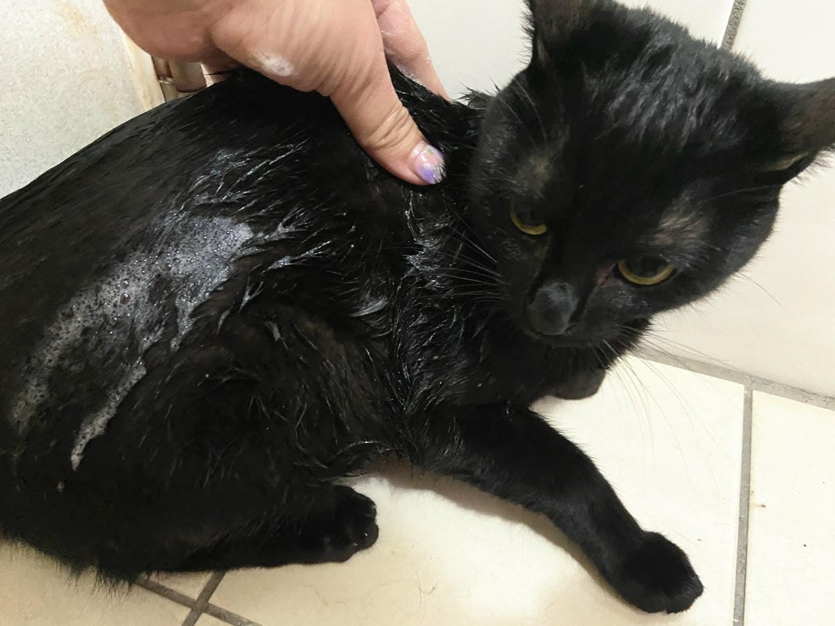 貓咪洗澡推薦_汪汪寶貝14.jpg 貓咪洗澡推薦_汪汪寶貝14.jpg