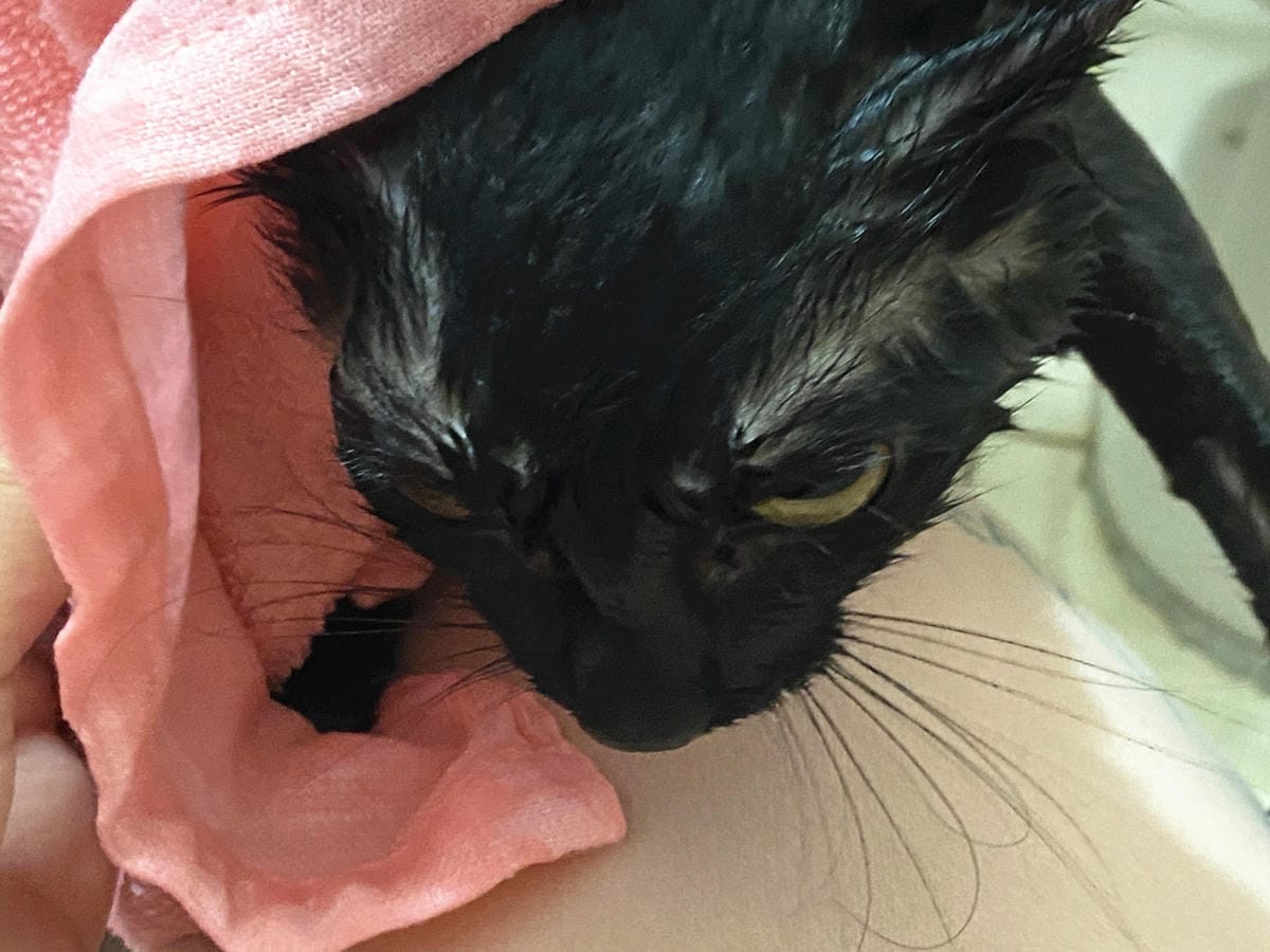 貓咪洗澡推薦_汪汪寶貝17.jpg 貓咪洗澡推薦_汪汪寶貝17.jpg