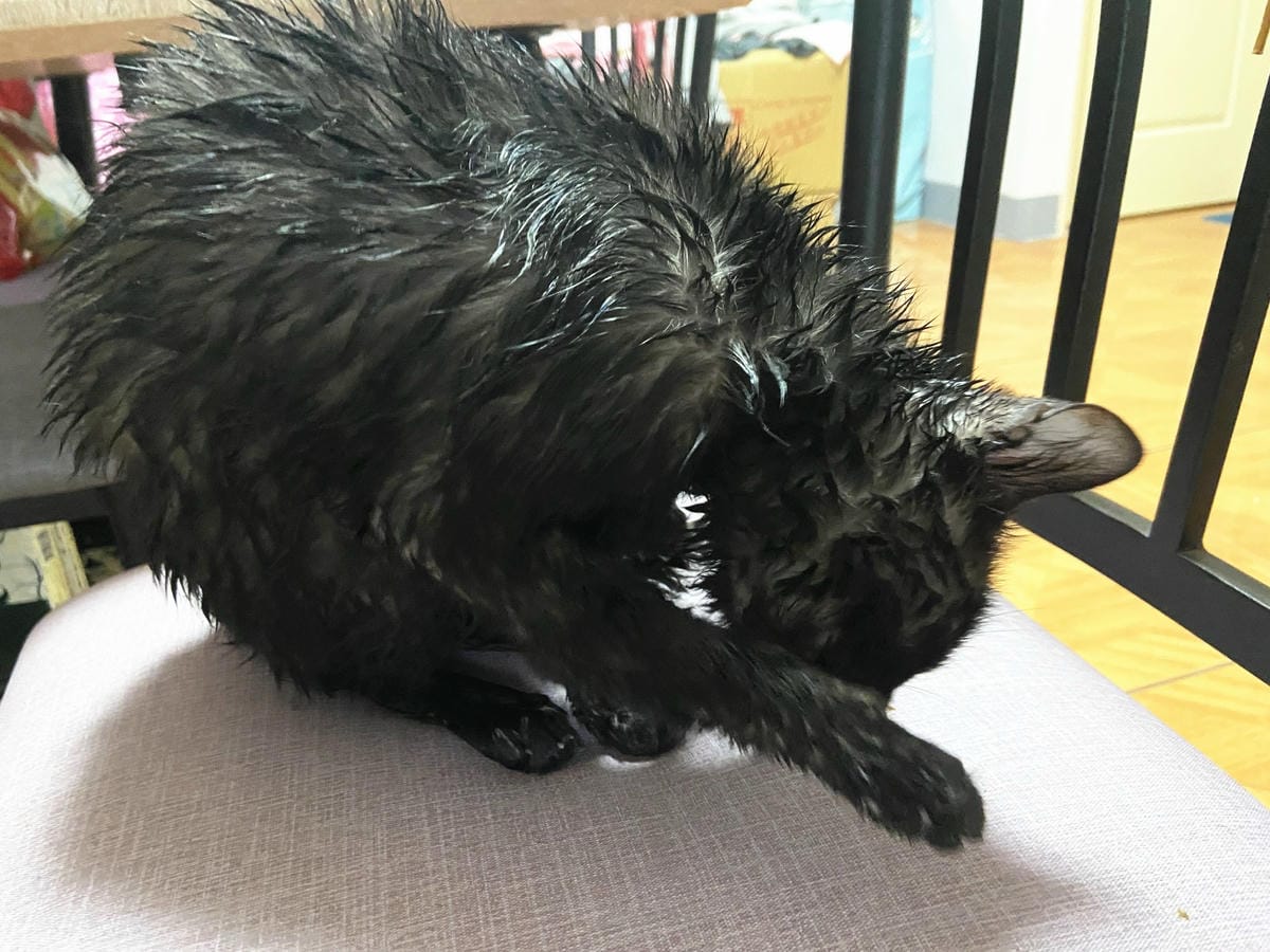 貓咪洗澡推薦_汪汪寶貝18.jpg 貓咪洗澡推薦_汪汪寶貝18.jpg