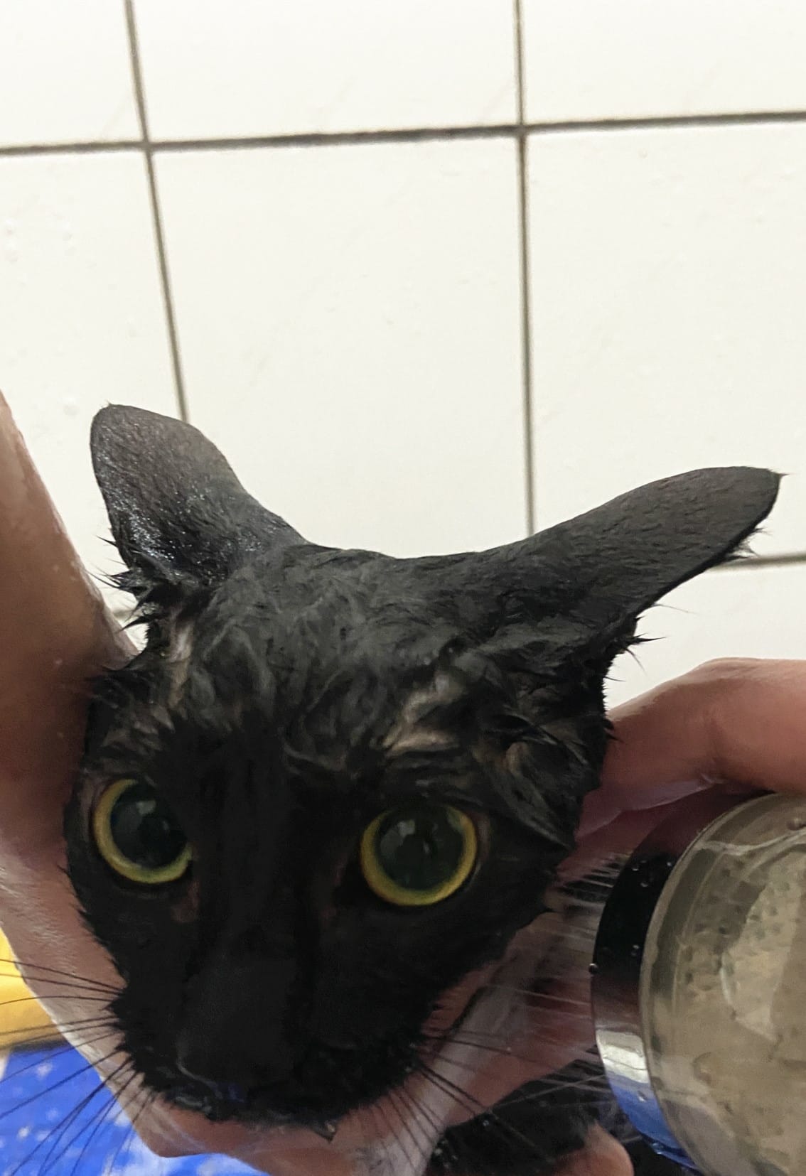 貓咪洗澡推薦_汪汪寶貝16.jpg 貓咪洗澡推薦_汪汪寶貝16.jpg