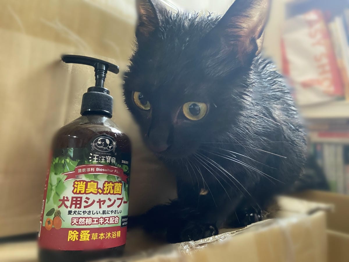 貓咪洗澡推薦_汪汪寶貝19.jpg 貓咪洗澡推薦_汪汪寶貝19.jpg