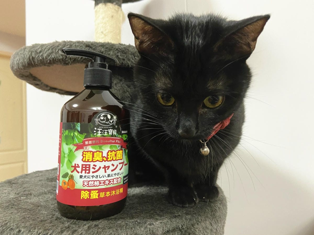 貓咪洗澡推薦_汪汪寶貝6.jpg 貓咪洗澡推薦_汪汪寶貝6.jpg