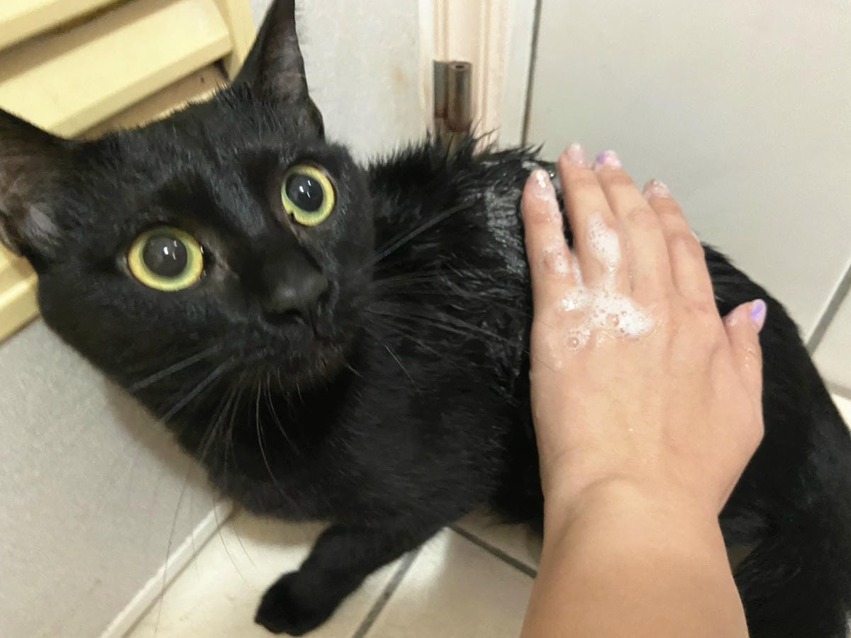 貓咪洗澡推薦_汪汪寶貝13.jpg 貓咪洗澡推薦_汪汪寶貝13.jpg