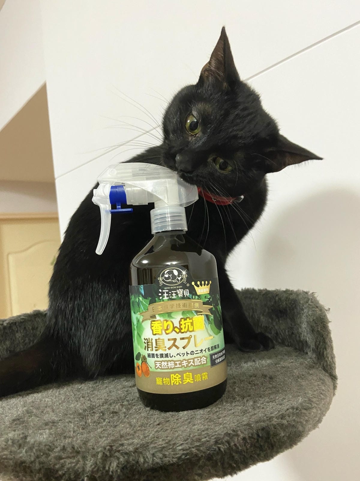 貓咪洗澡推薦_汪汪寶貝22.jpg 貓咪洗澡推薦_汪汪寶貝22.jpg