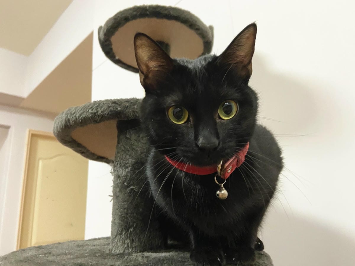 貓咪洗澡推薦_汪汪寶貝40.jpg 貓咪洗澡推薦_汪汪寶貝40.jpg