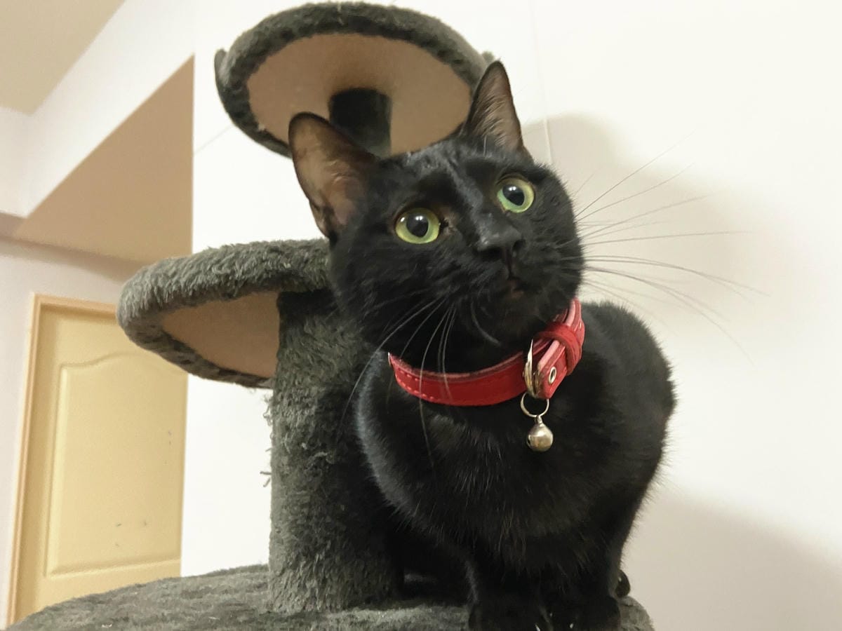 貓咪洗澡推薦_汪汪寶貝3.jpg 貓咪洗澡推薦_汪汪寶貝3.jpg