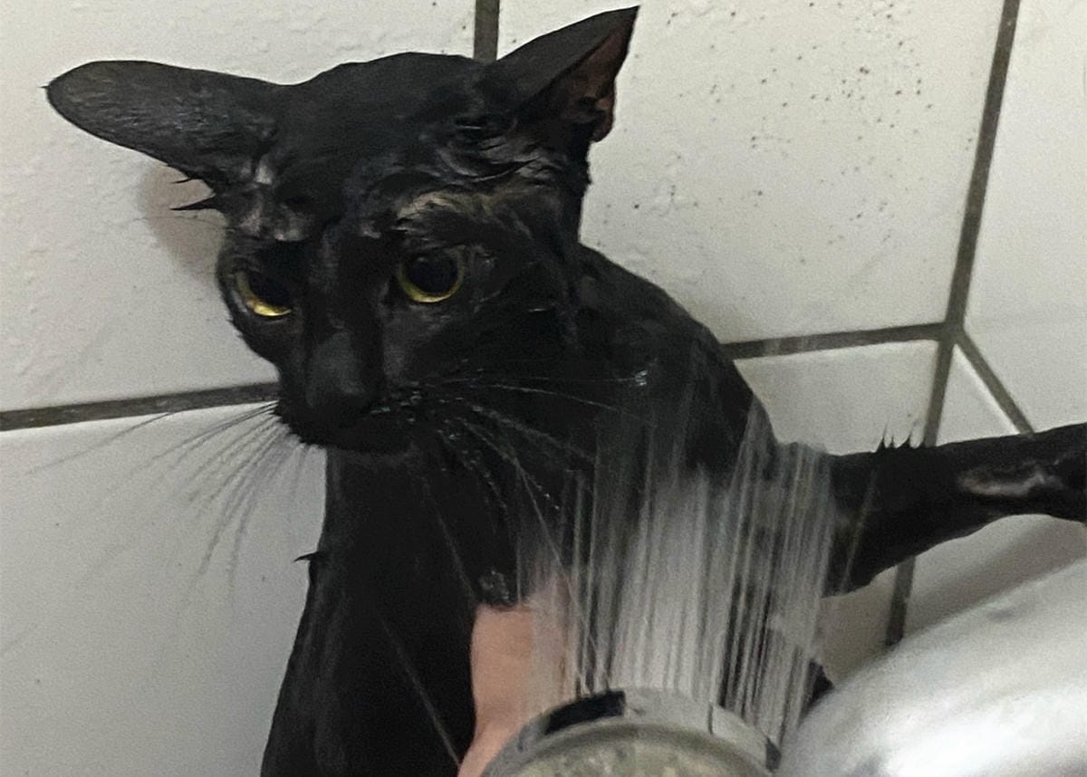 貓咪洗澡推薦_汪汪寶貝15.jpg 貓咪洗澡推薦_汪汪寶貝15.jpg