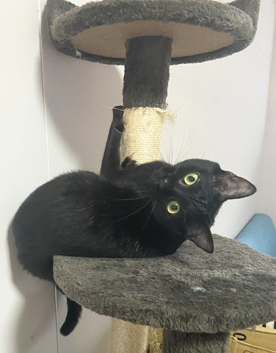 貓咪洗澡推薦_汪汪寶貝1.jpg 貓咪洗澡推薦_汪汪寶貝1.jpg