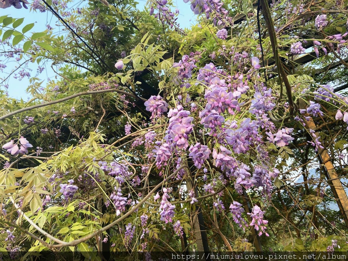 IMG_0588_副本.jpg IMG_0588_副本.jpg