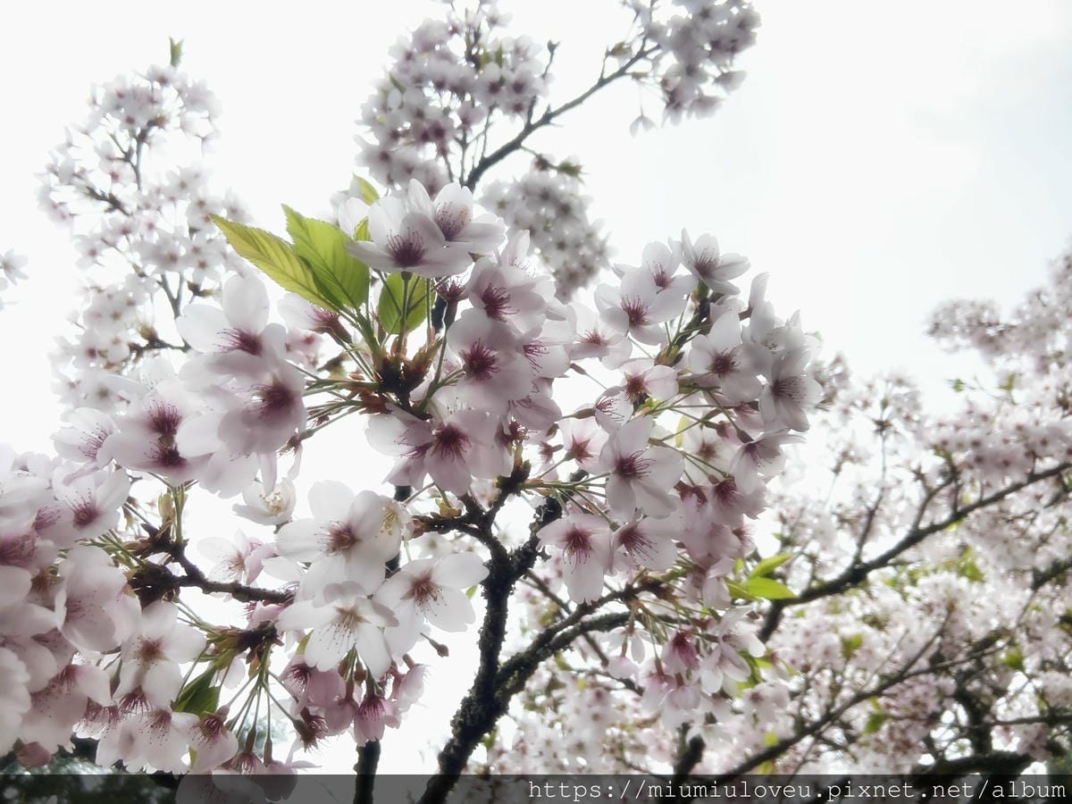 IMG_0808_副本.jpg IMG_0808_副本.jpg