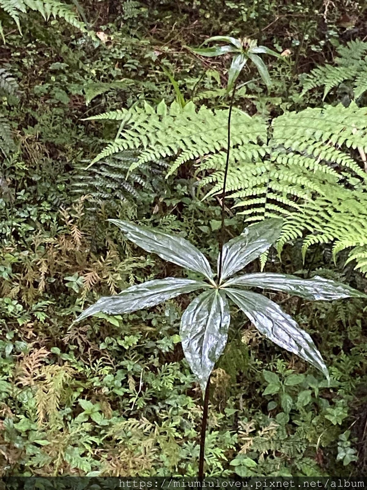 IMG_9800_副本.jpg IMG_9800_副本.jpg