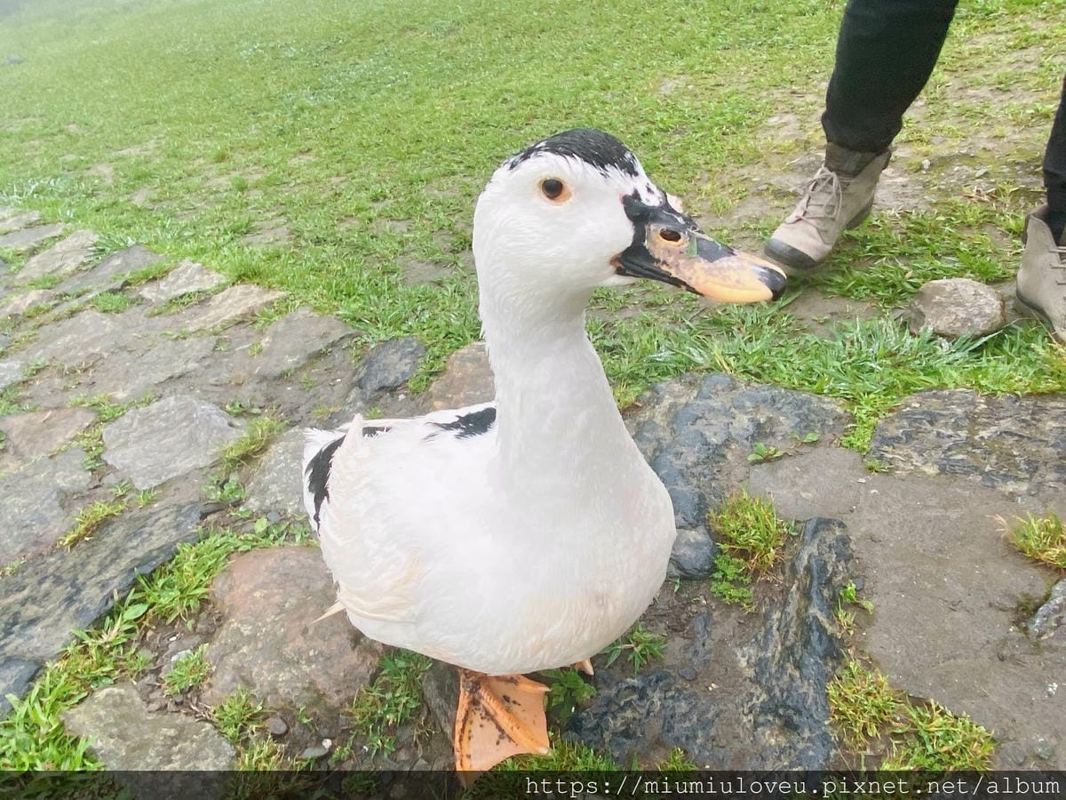 IMG_9850_副本.jpg IMG_9850_副本.jpg