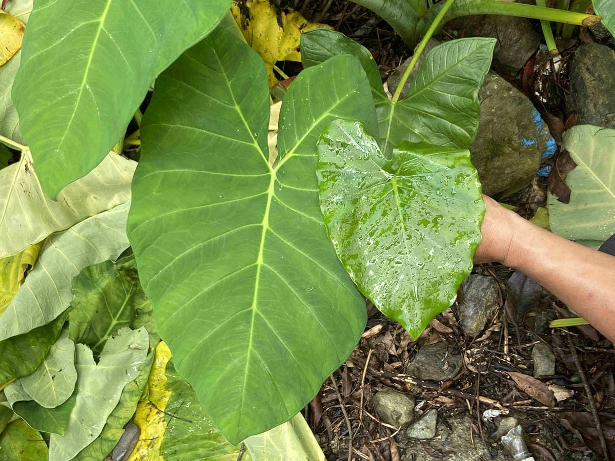 泰雅部落.金岳部落 (20).jpg 泰雅部落.金岳部落 (20).jpg