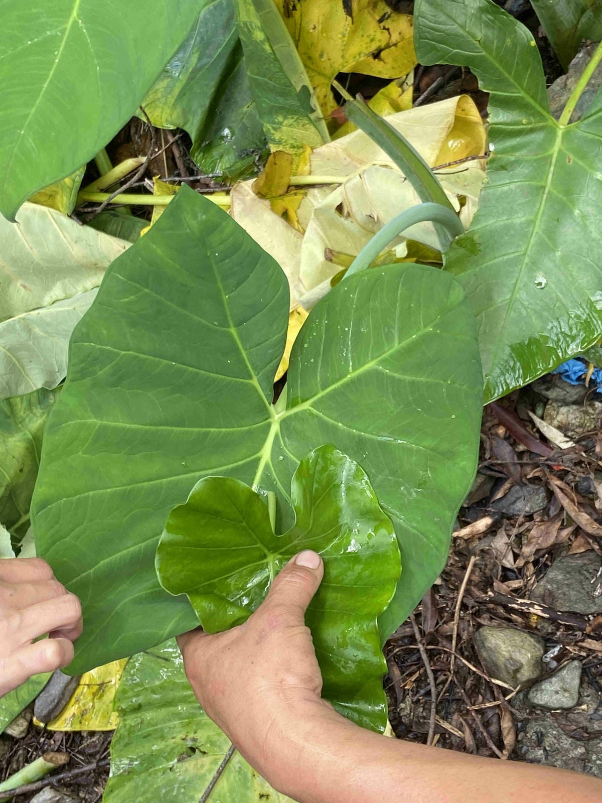 泰雅部落.金岳部落 (21).jpg 泰雅部落.金岳部落 (21).jpg